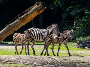 Burgers' Zoo