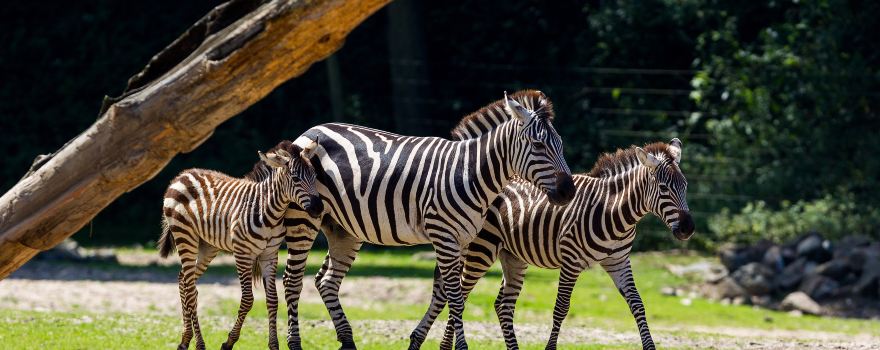 Burgers' Zoo