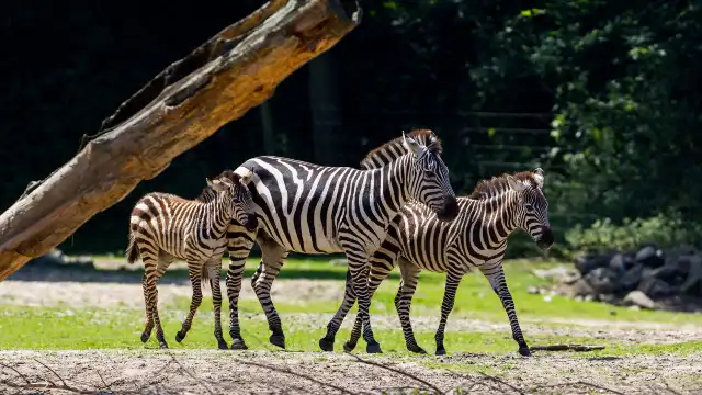 Hotels in de buurt van Burgers' Zoo