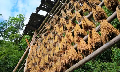 Basha Miao Village