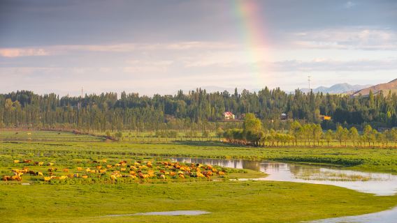 Ili River Valley National Wetland Park