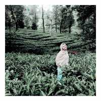 Gunung Mas Tea Hills
