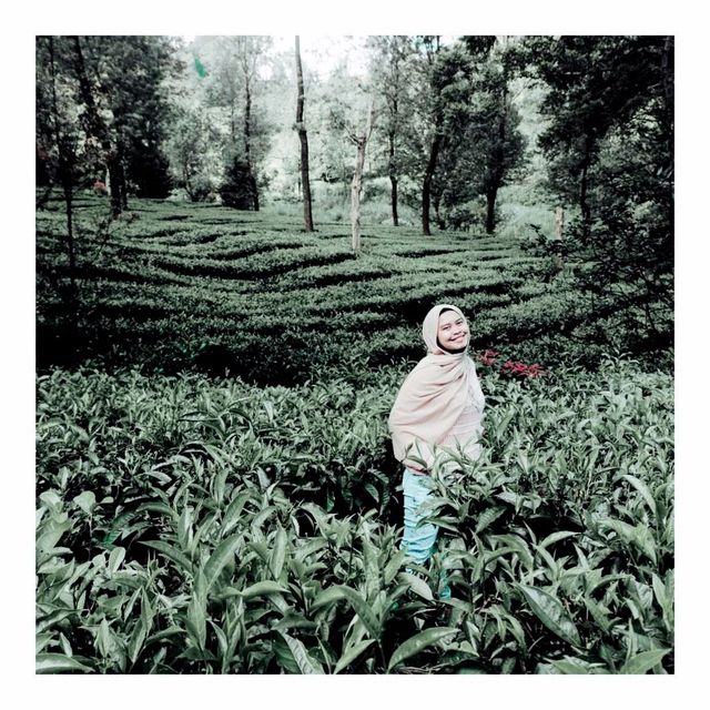 Gunung Mas Tea Hills