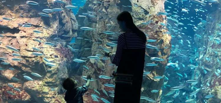 可以觀賞到鯨鯊的水族館 Trip Com 日本trip Moments 貼文