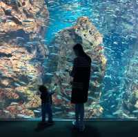 【 可以觀賞到鯨鯊的水族館 】