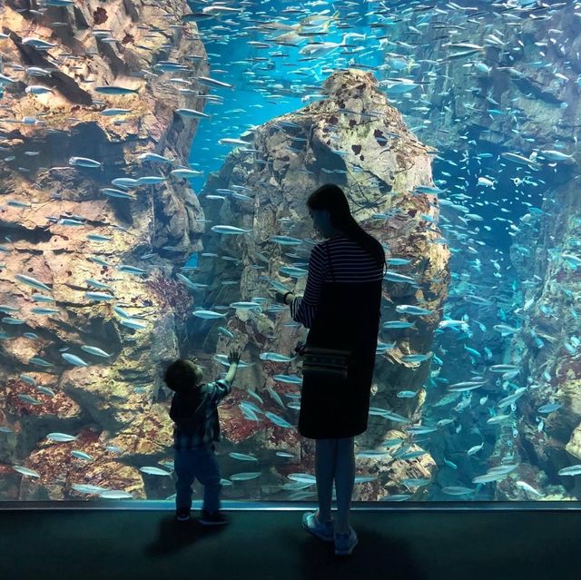 【 可以觀賞到鯨鯊的水族館 】