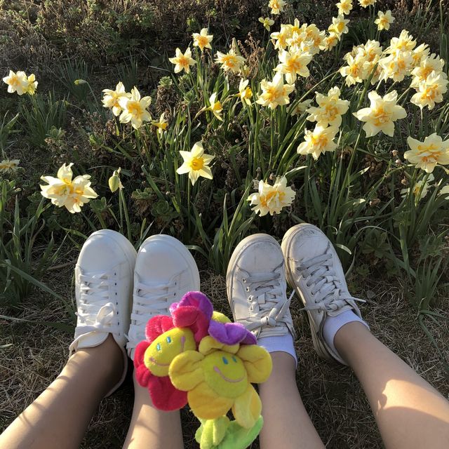 오륙도 수선화