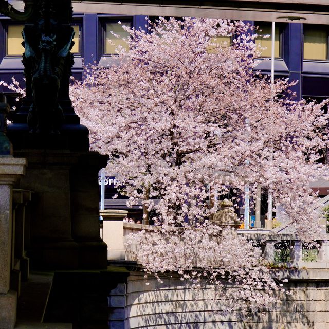 日本橋の見事な桜