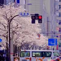 東京駅周辺の桜並木