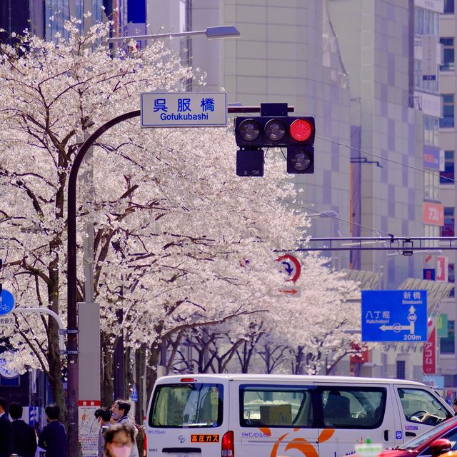 東京駅周辺の桜並木
