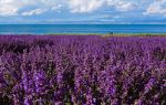 Qinghai Lake Erlangjian Scenic Area