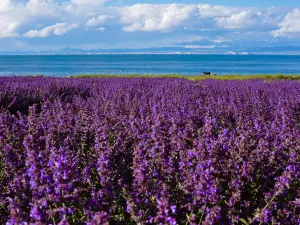 Qinghai Lake Erlangjian Scenic Area