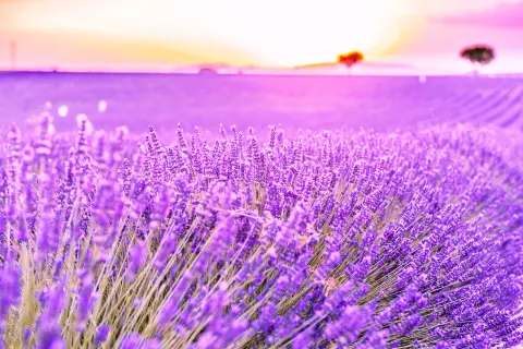 Provence
