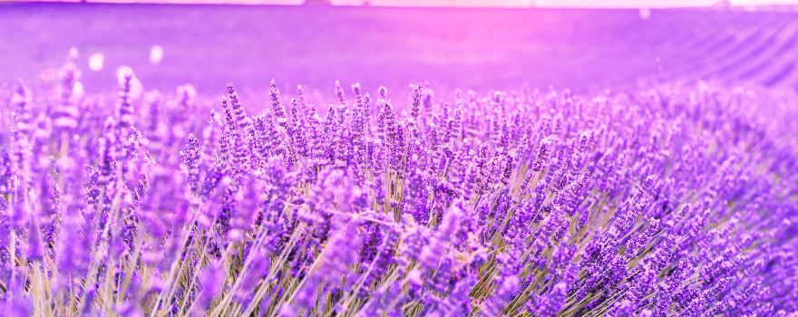Provence