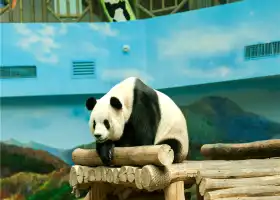 Yabuli Panda House