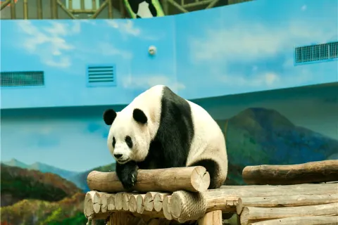 Yabuli Panda House