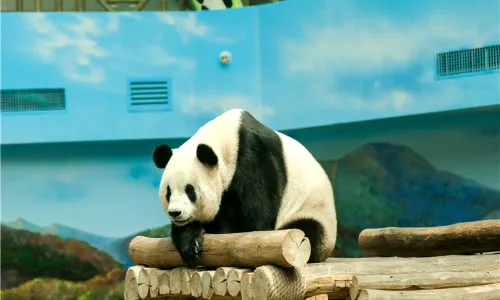 Yabuli Panda House