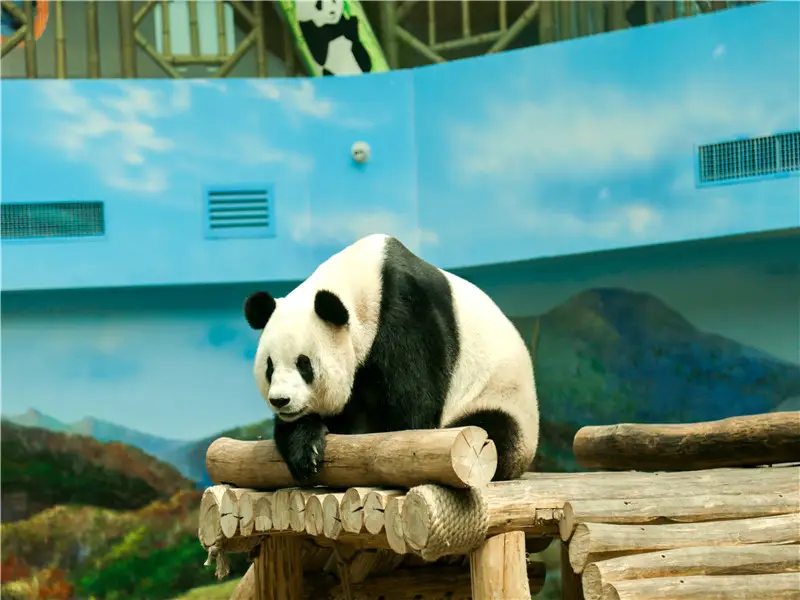 Yabuli Panda House