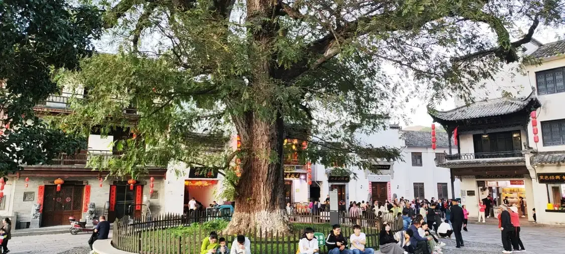 鄰近紅白古樹的酒店