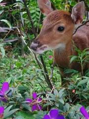 山腳鹿場水鹿之家