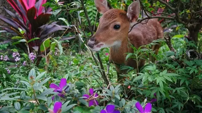 1_山腳鹿場水鹿之家