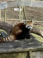 Red Panda Exhibit