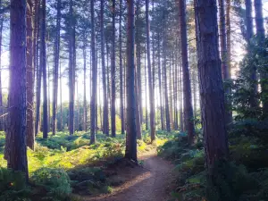 Sherwood Pines
