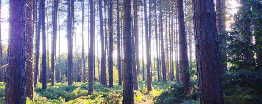 Sherwood Pines