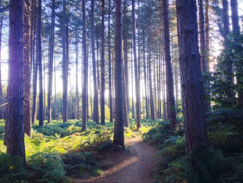 Sherwood Pines