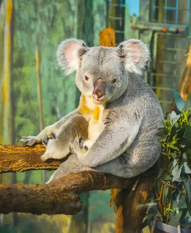 Отели в г. Сьерра Оэсте