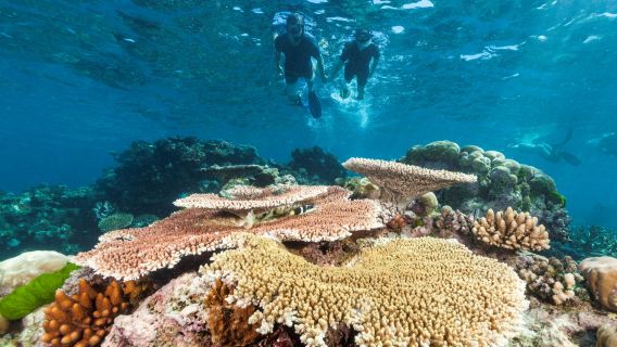 Escursione di un giorno alla Grande Barriera Corallina da Cairns, Queensland, Australia