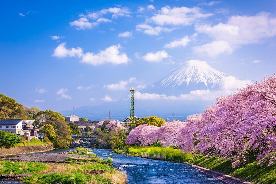 Kawazu Cherry Blossom Festival | Kawazu