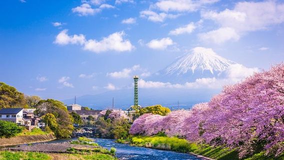 Kawazu Cherry Blossom Festival