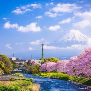 河津桜まつり