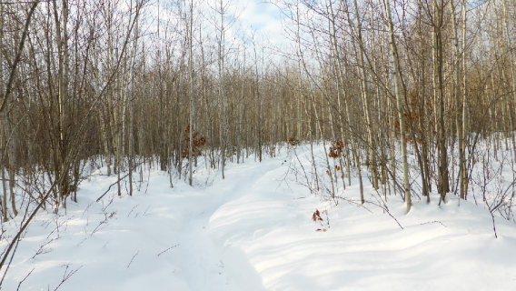 Nine Mile Forest Cross-Country Skiing and Snowshoeing