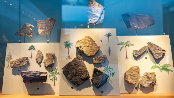 【上海研學】上海自然博物館親子研學活動／半日營／一日營【含門票＋課程導覽＋耳機】|沉浸式生命探險之旅