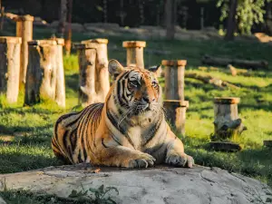 지린성 동북호랑이 공원