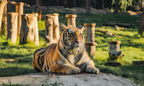 Jilin Provincial Siberian Tiger Park
