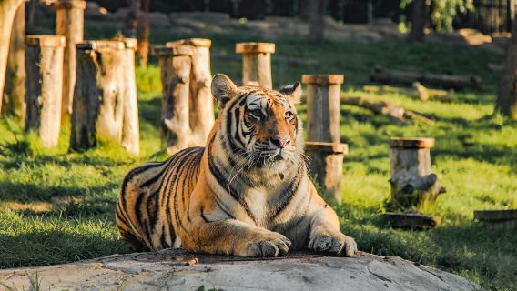 Provincial Siberian Tiger Park