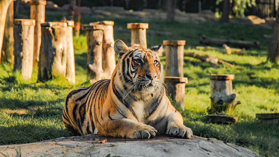 Jilin Provincial Siberian Tiger Park