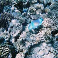 【 水清見底的馬爾代夫海洋 】