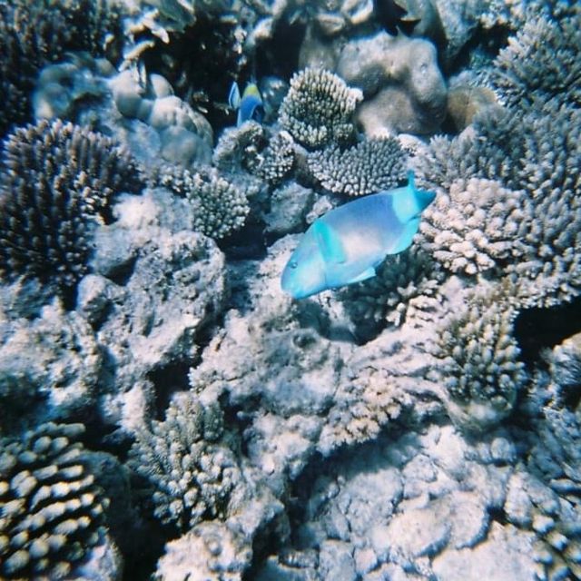 【 水清見底的馬爾代夫海洋 】