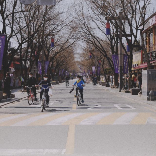 전주! 한옥마을로 꽃구경 가자!