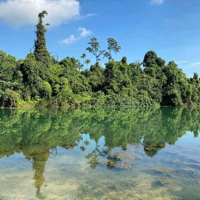 A Jungle in the middle Singapore