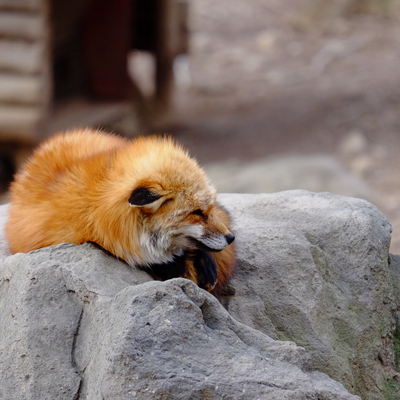 蔵王キツネ村はもふもふ天国です 沢山の狐が飼育されており Trip Com 白石市の旅のブログ 蔵王キツネ村はもふもふ天国です 沢山の狐が飼育されており Trip Com 白石市の旅のブログ