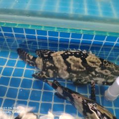 隱食潮汕味稻張用戶圖片