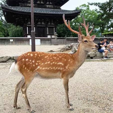 西日本 鹿 鹿 鹿 可愛いよねー たまにムカつくけど Trip Com 奈良の旅のブログ