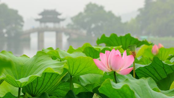 杭州西湖一日遊【專車接含西湖遊船+雷峰塔+飛來峰/靈隱寺】