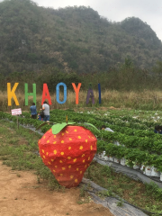 Strawberry Picking in Khaoyai