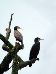 Djoudj National Bird Sanctuary